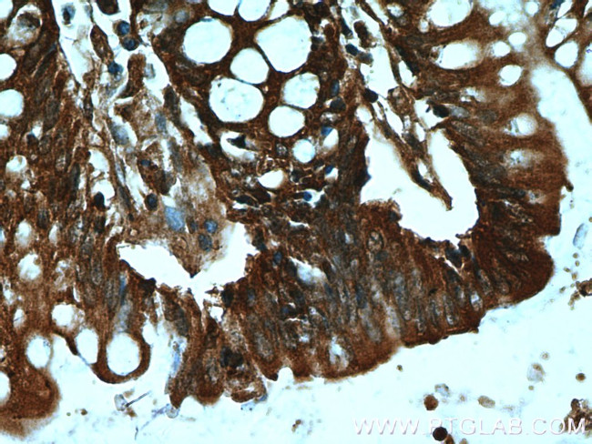 DAO Antibody in Immunohistochemistry (Paraffin) (IHC (P))