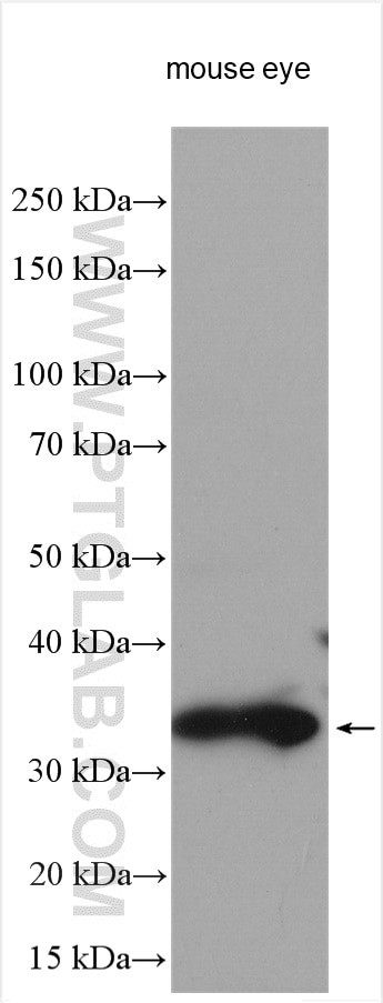 RDH12 Antibody in Western Blot (WB)