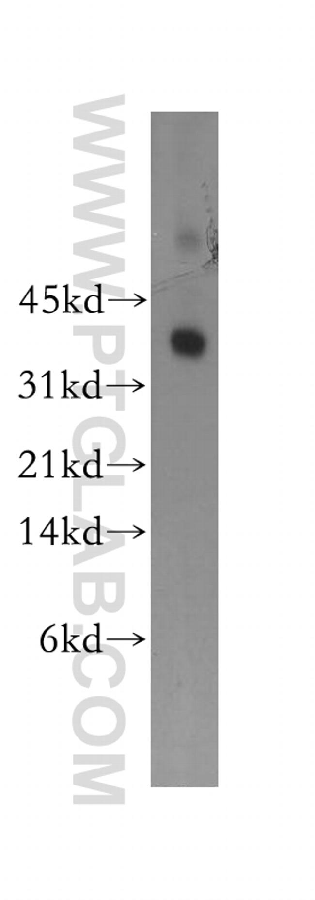Syntaxin 11 Antibody in Western Blot (WB)