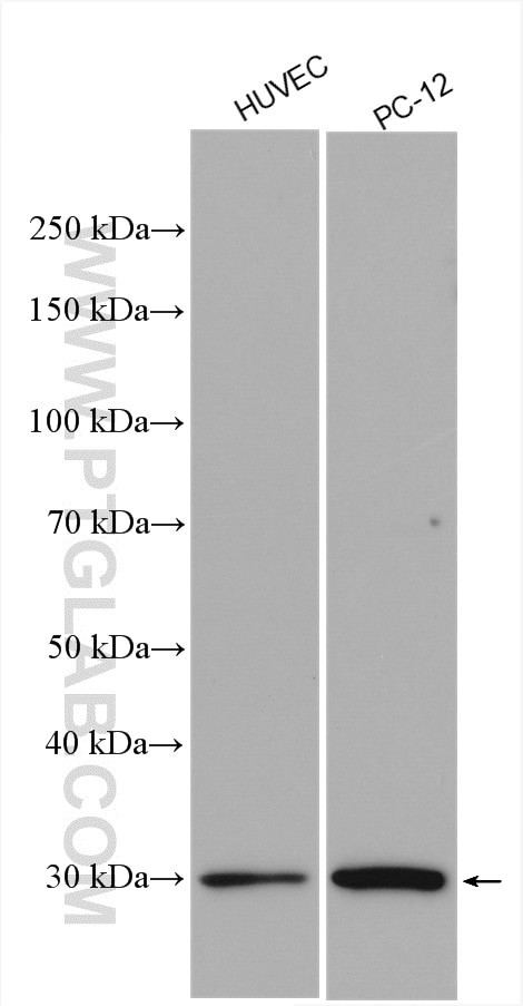 VASH2 Antibody in Western Blot (WB)