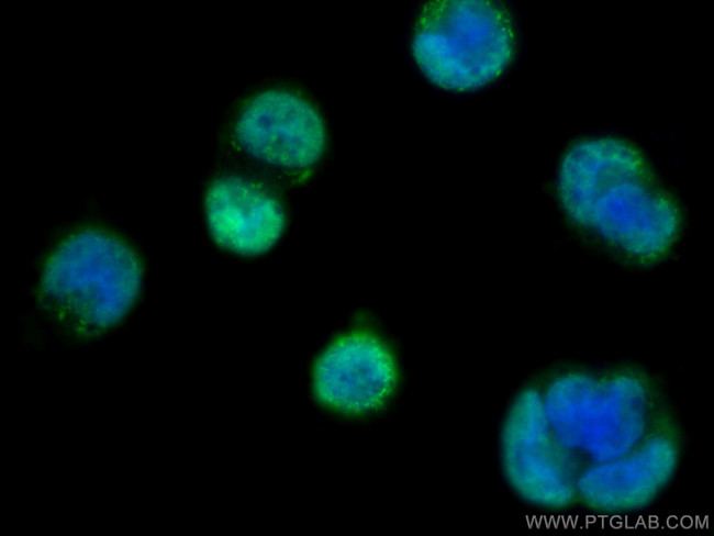 SH3RF2 Antibody in Immunocytochemistry (ICC/IF)