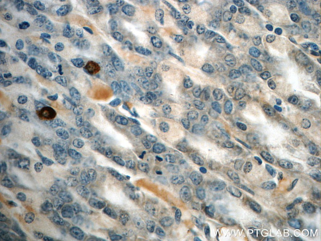 GHRL Antibody in Immunohistochemistry (Paraffin) (IHC (P))