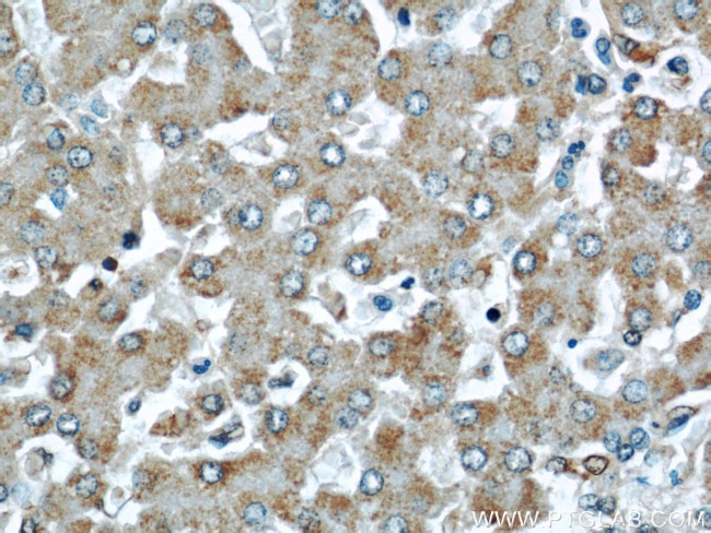 Cytoglobin Antibody in Immunohistochemistry (Paraffin) (IHC (P))