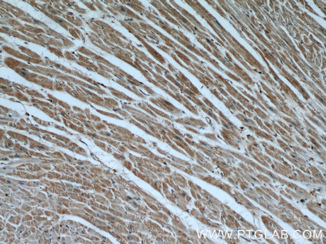 Cytoglobin Antibody in Immunohistochemistry (Paraffin) (IHC (P))