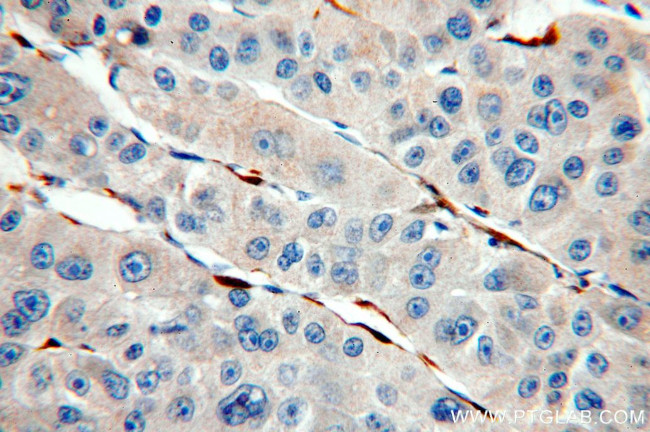 Cytoglobin Antibody in Immunohistochemistry (Paraffin) (IHC (P))