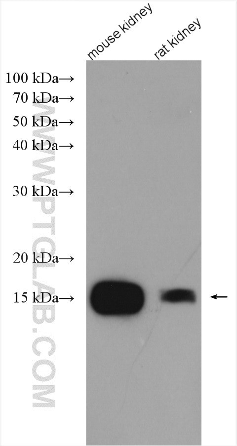 CISD2 Antibody in Western Blot (WB)