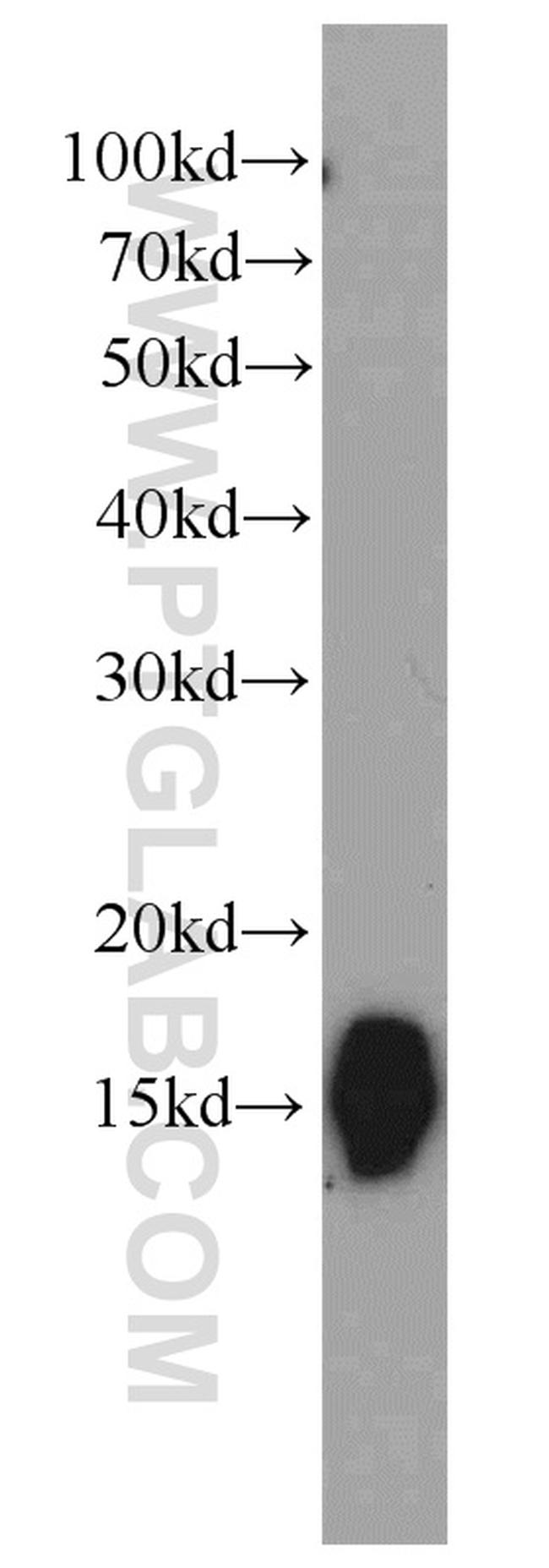 CISD2 Antibody in Western Blot (WB)