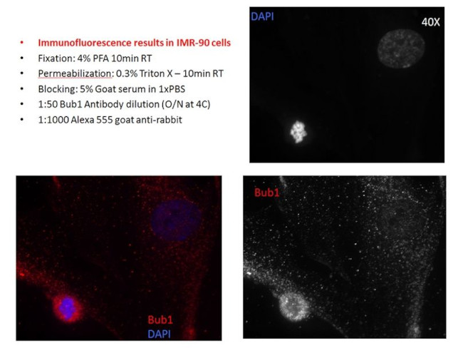 BUB1 Antibody in Immunocytochemistry (ICC/IF)