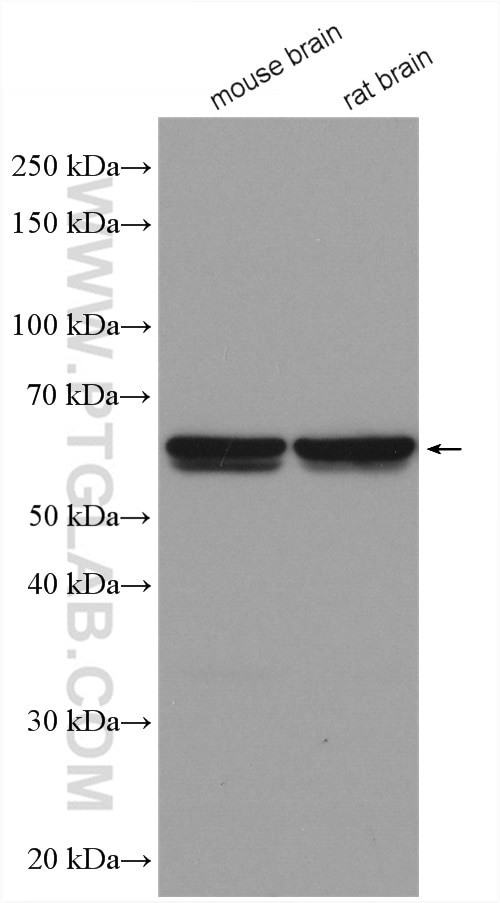 PPP3CB Antibody in Western Blot (WB)