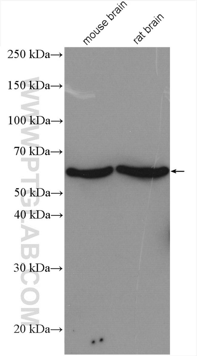 PPP3CB Antibody in Western Blot (WB)