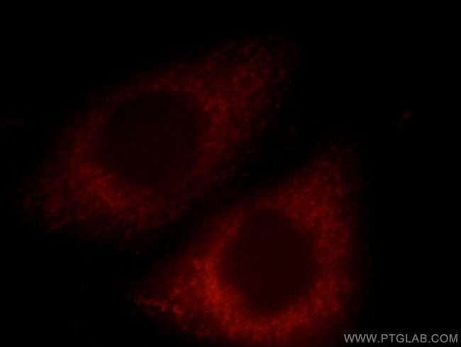 GNA14 Antibody in Immunocytochemistry (ICC/IF)