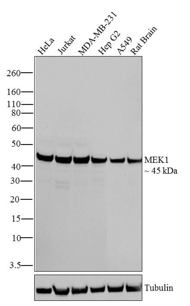 MEK1 Antibody in Western Blot (WB)