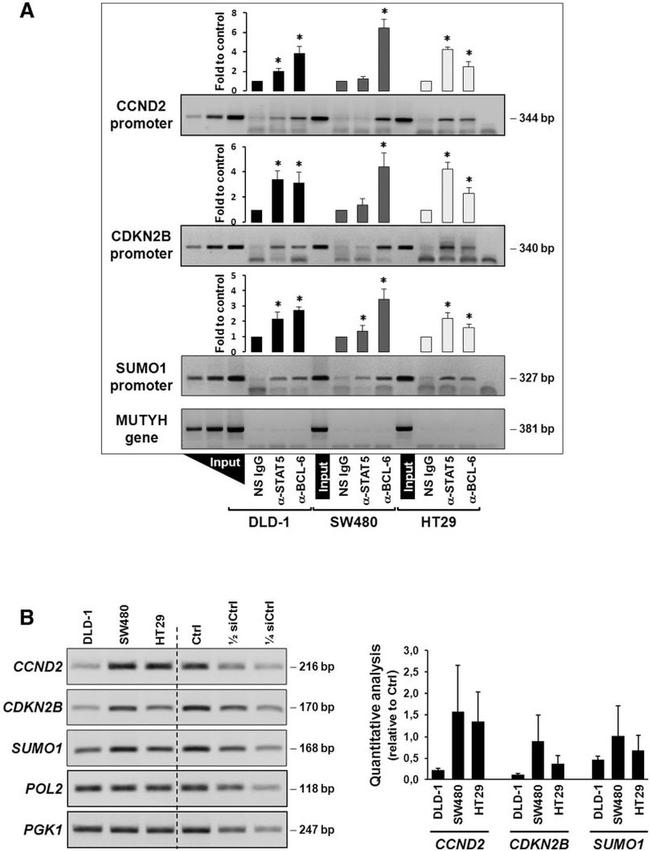 STAT5 alpha Antibody in ChIP Assay (ChIP)