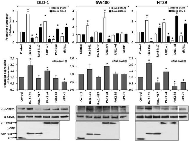 STAT5 alpha Antibody in Western Blot, ChIP Assay (WB, ChIP)