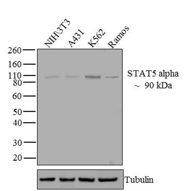 STAT5 alpha Antibody in Western Blot (WB)