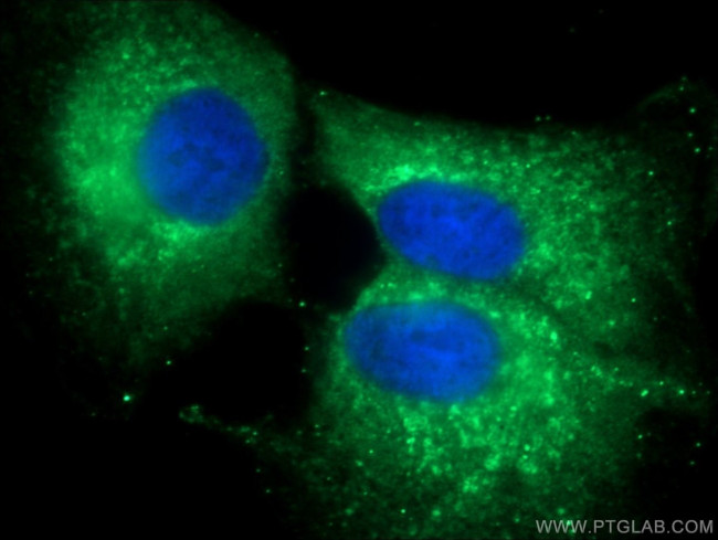 LMAN1 Antibody in Immunocytochemistry (ICC/IF)