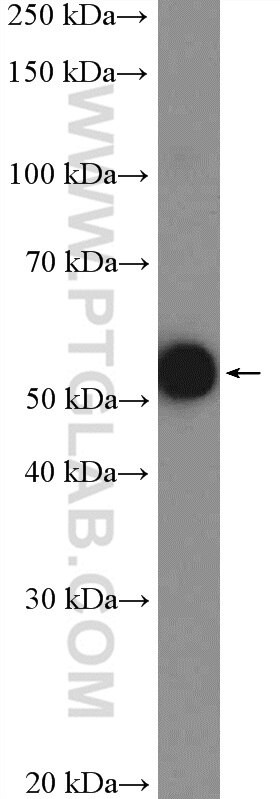 LMAN1 Antibody in Western Blot (WB)