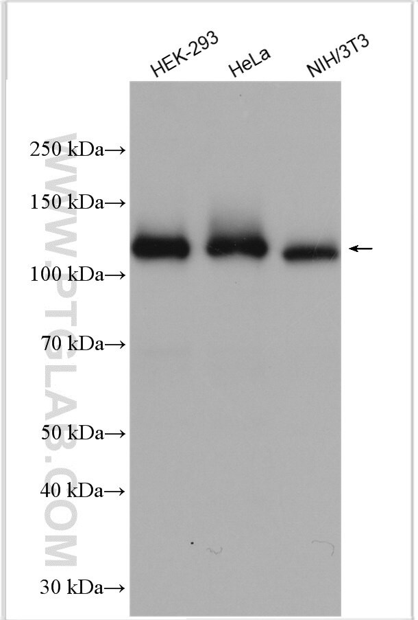 NAT10 Antibody in Western Blot (WB)