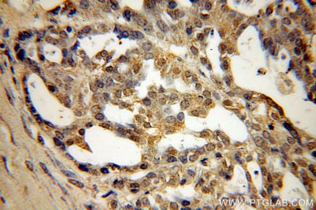 SPA17 Antibody in Immunohistochemistry (Paraffin) (IHC (P))