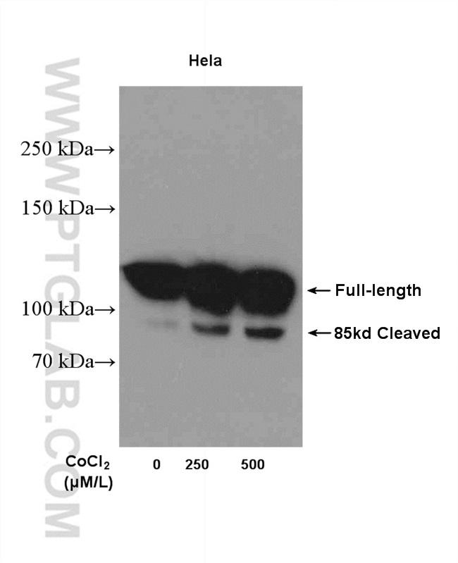 PARP1 Antibody in Western Blot (WB)