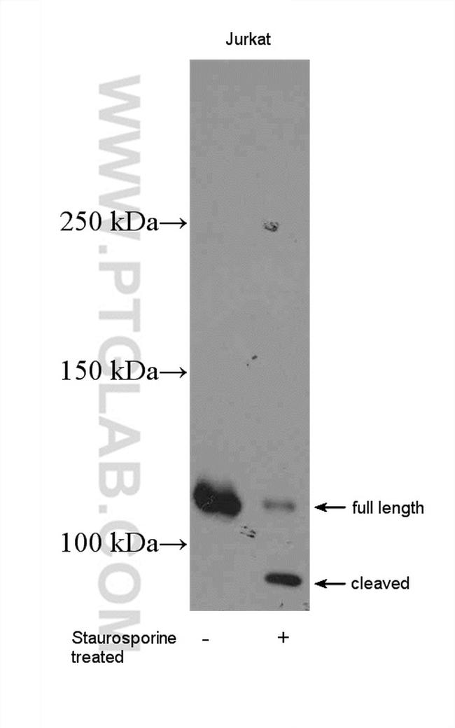 PARP1 Antibody in Western Blot (WB)