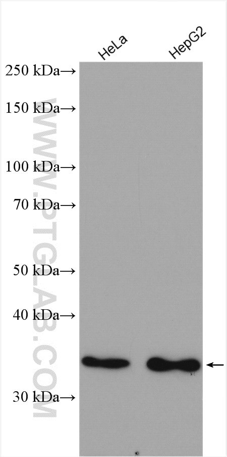 PTGR1 Antibody in Western Blot (WB)