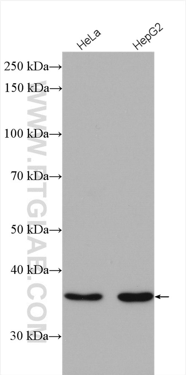 PTGR1 Antibody in Western Blot (WB)