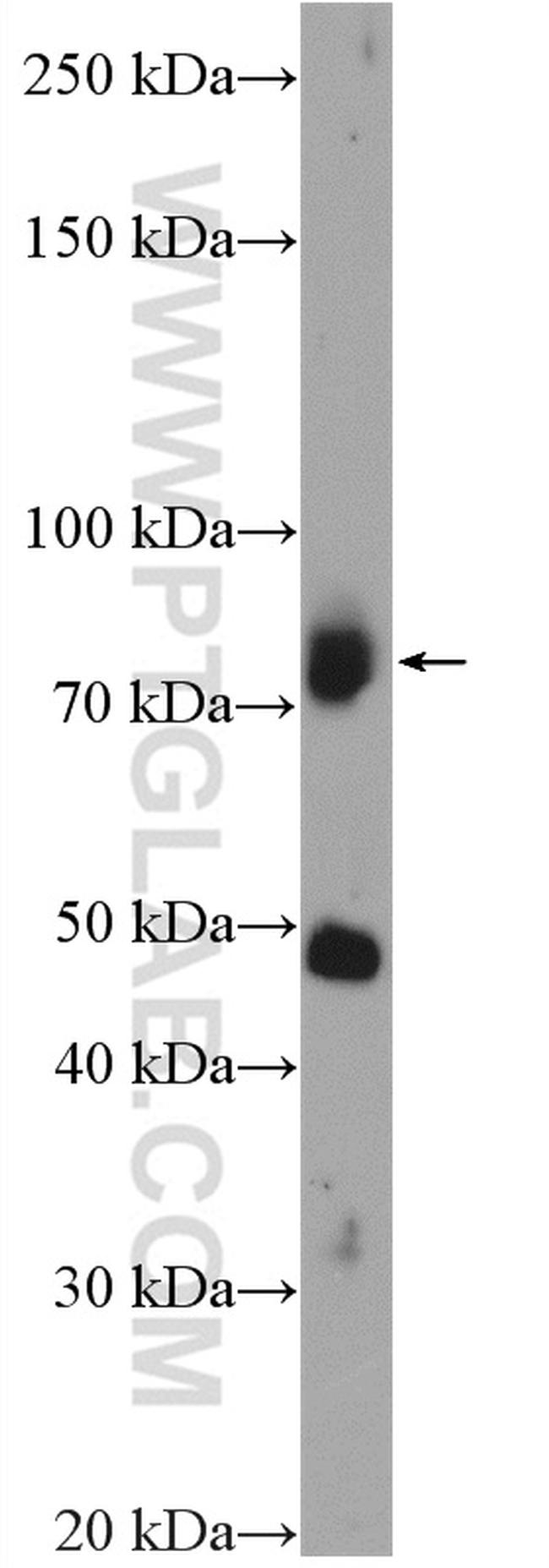 SCFD2 Antibody in Western Blot (WB)
