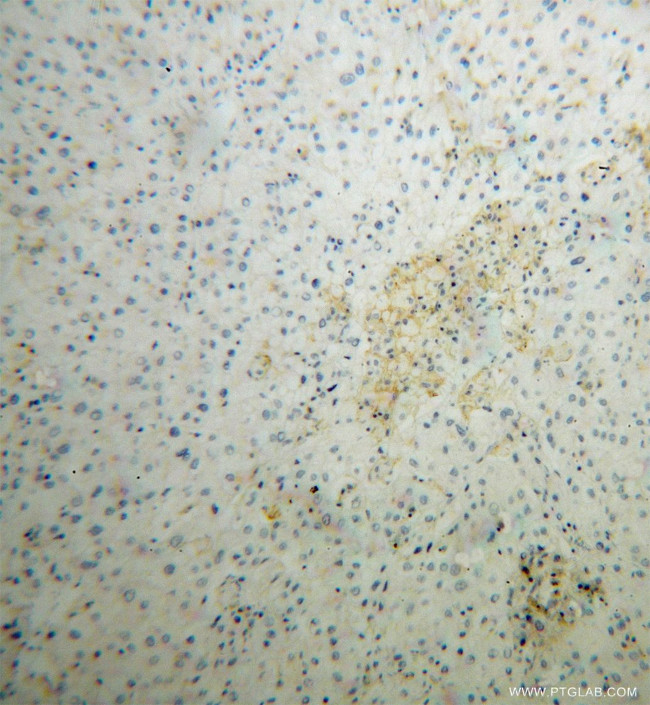 SIGLEC9 Antibody in Immunohistochemistry (Paraffin) (IHC (P))