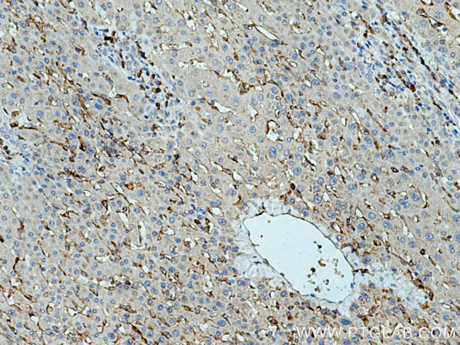 SIGLEC9 Antibody in Immunohistochemistry (Paraffin) (IHC (P))