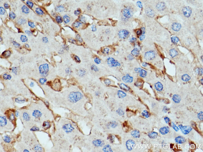 SIGLEC9 Antibody in Immunohistochemistry (Paraffin) (IHC (P))