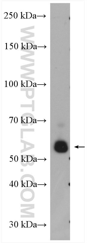 SIGLEC9 Antibody in Western Blot (WB)