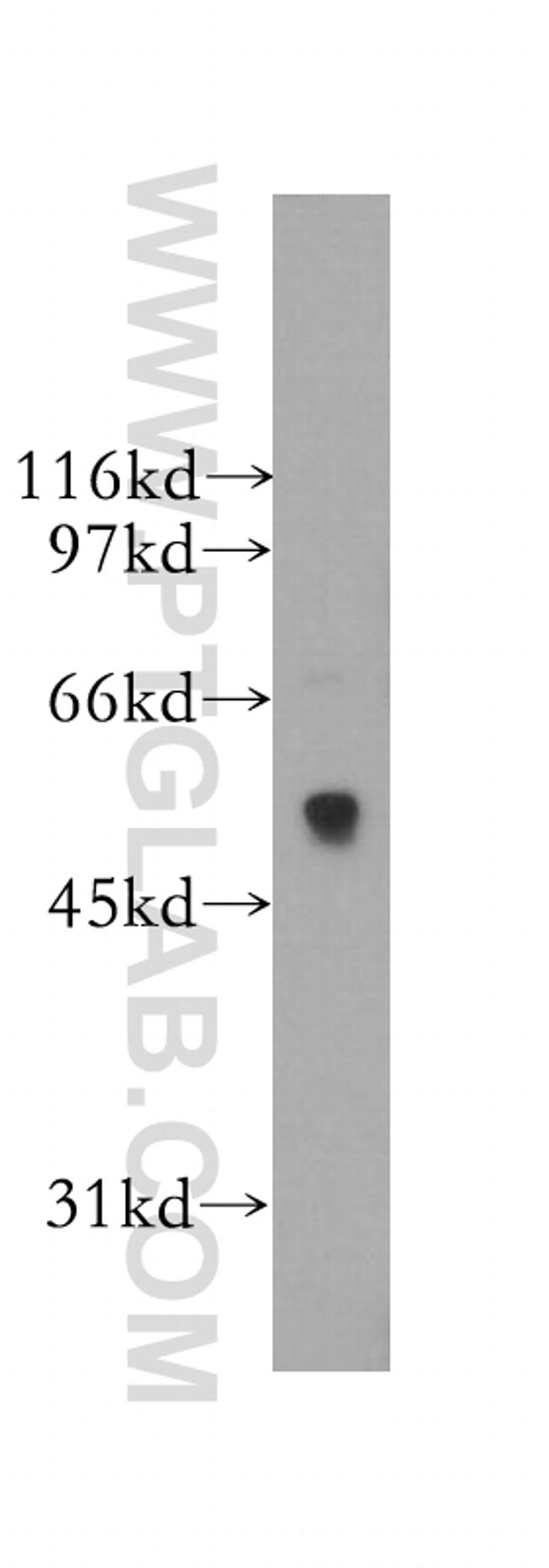 SIGLEC9 Antibody in Western Blot (WB)