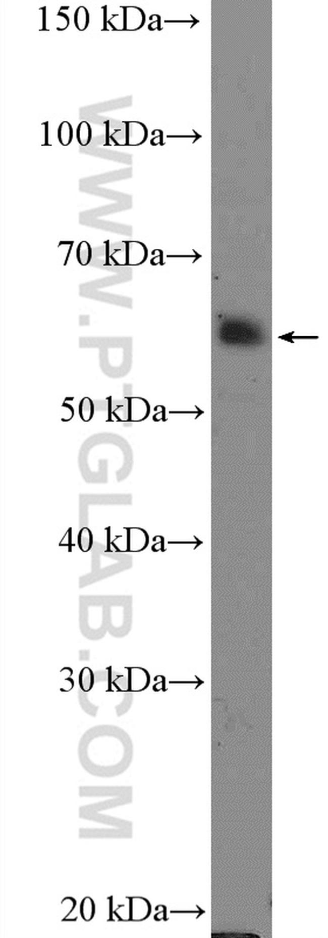 SIGLEC9 Antibody in Western Blot (WB)