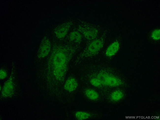 GLRX2 Antibody in Immunocytochemistry (ICC/IF)