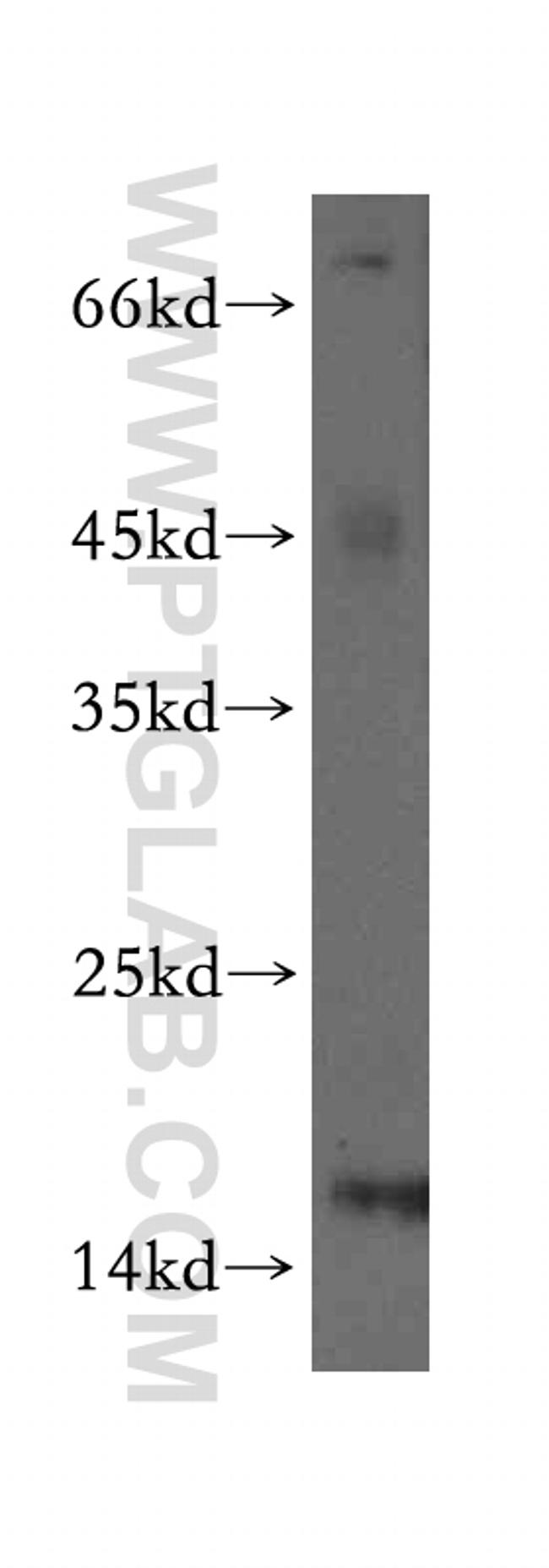 GLRX2 Antibody in Western Blot (WB)