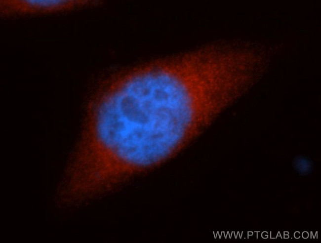 HSPH1 Antibody in Immunocytochemistry (ICC/IF)