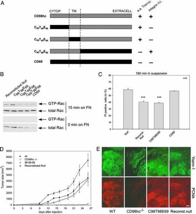 PCNA Antibody in Immunohistochemistry (IHC)