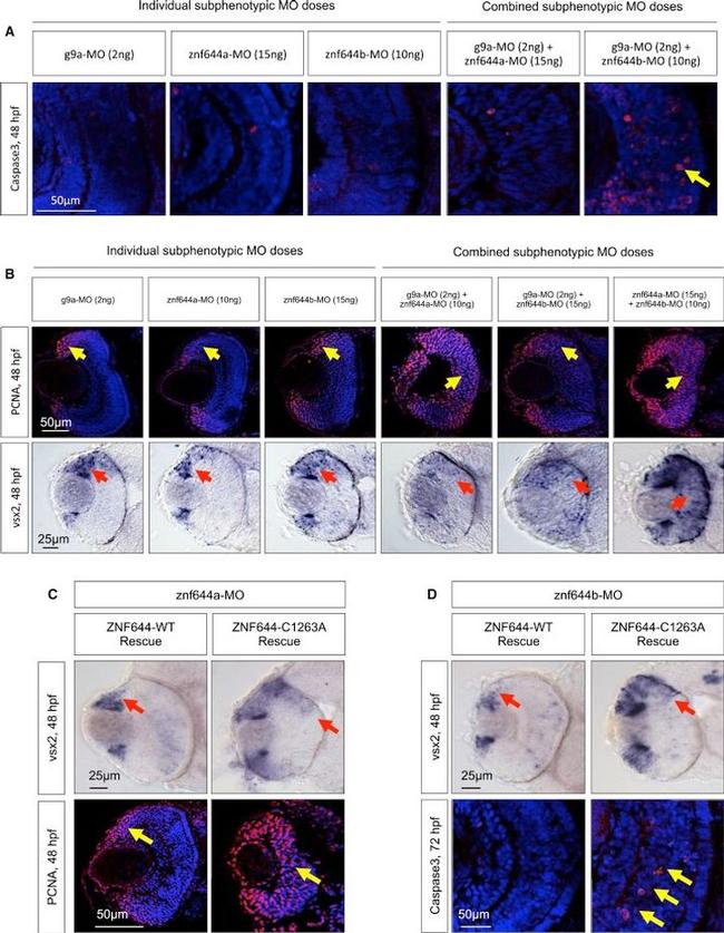 PCNA Antibody in Immunohistochemistry (IHC)