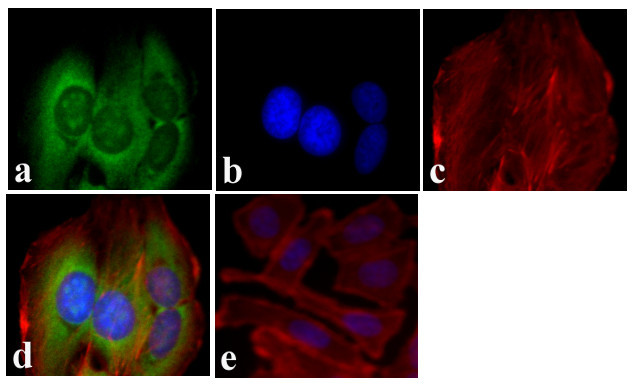 PCNA Antibody in Immunocytochemistry (ICC/IF)