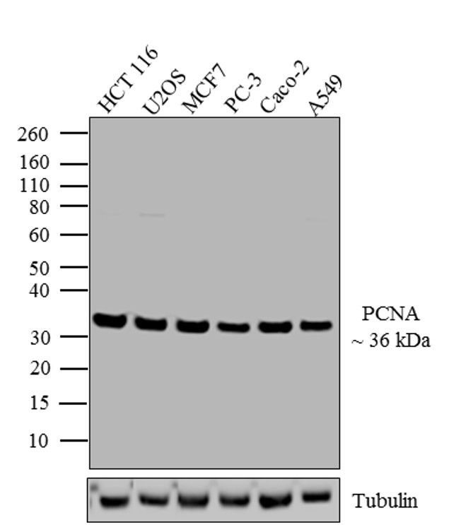 PCNA Antibody in Western Blot (WB)