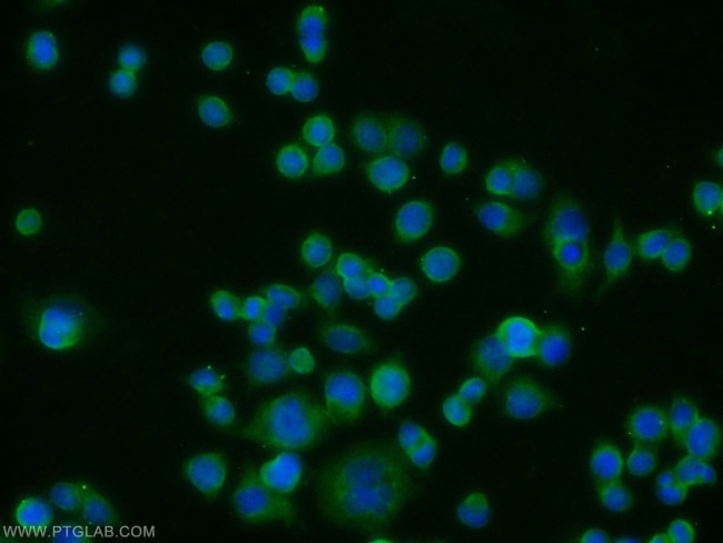 Galectin-4 Antibody in Immunocytochemistry (ICC/IF)