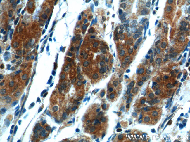 COX-1/Cyclooxygenase-1 Antibody in Immunohistochemistry (Paraffin) (IHC (P))