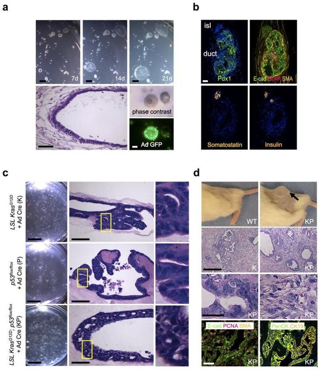 PCNA Antibody in Immunocytochemistry (ICC/IF)