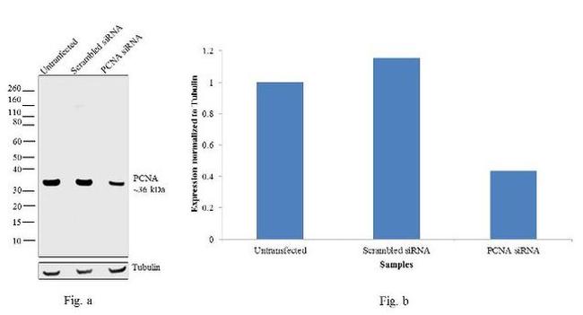 PCNA Antibody in Western Blot (WB)