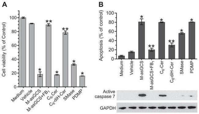 p53 Antibody in Western Blot (WB)