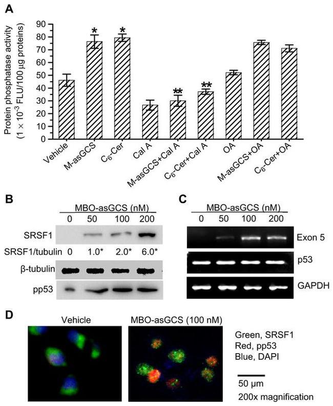 p53 Antibody in Western Blot (WB)