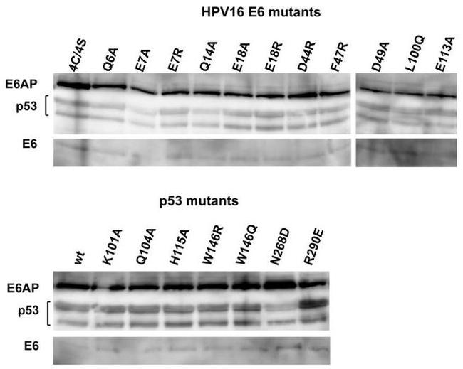 p53 Antibody in Western Blot (WB)