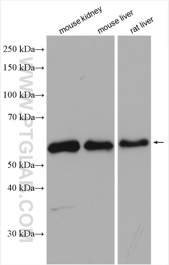 Occludin Antibody in Western Blot (WB)