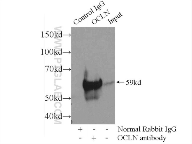 Occludin Antibody in Immunoprecipitation (IP)